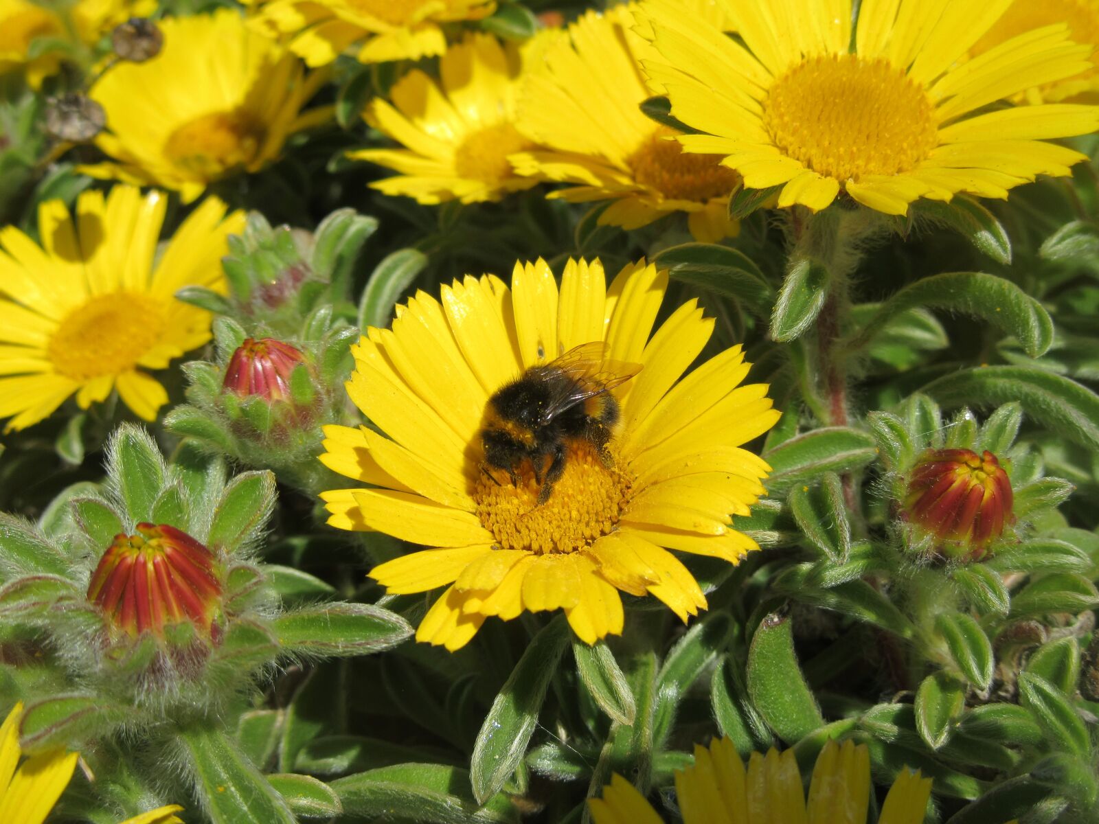 Canon PowerShot SX610 HS sample photo. Flower, bee, daisy photography