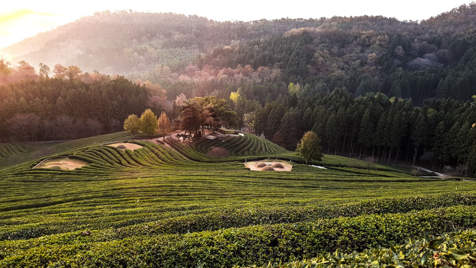 Samsung Galaxy Note5 sample photo. For green tea, scenery photography