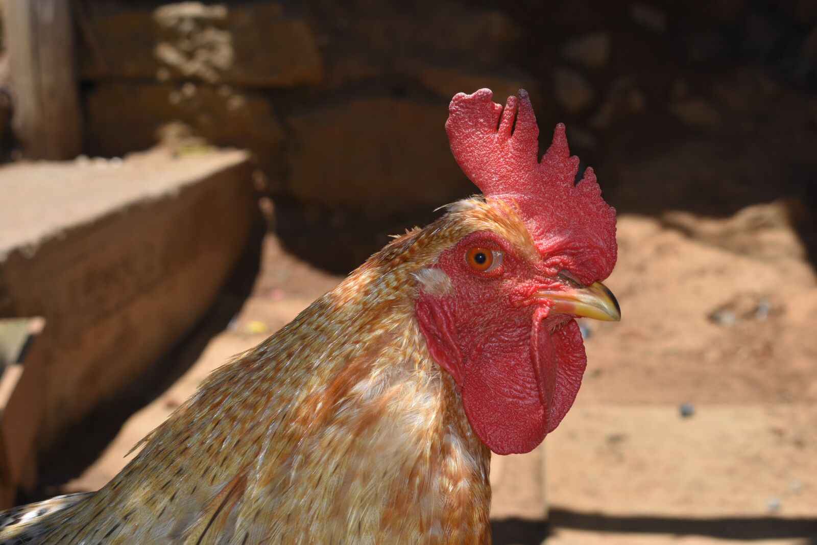 Nikon D3400 sample photo. Gallo, eye, crest photography