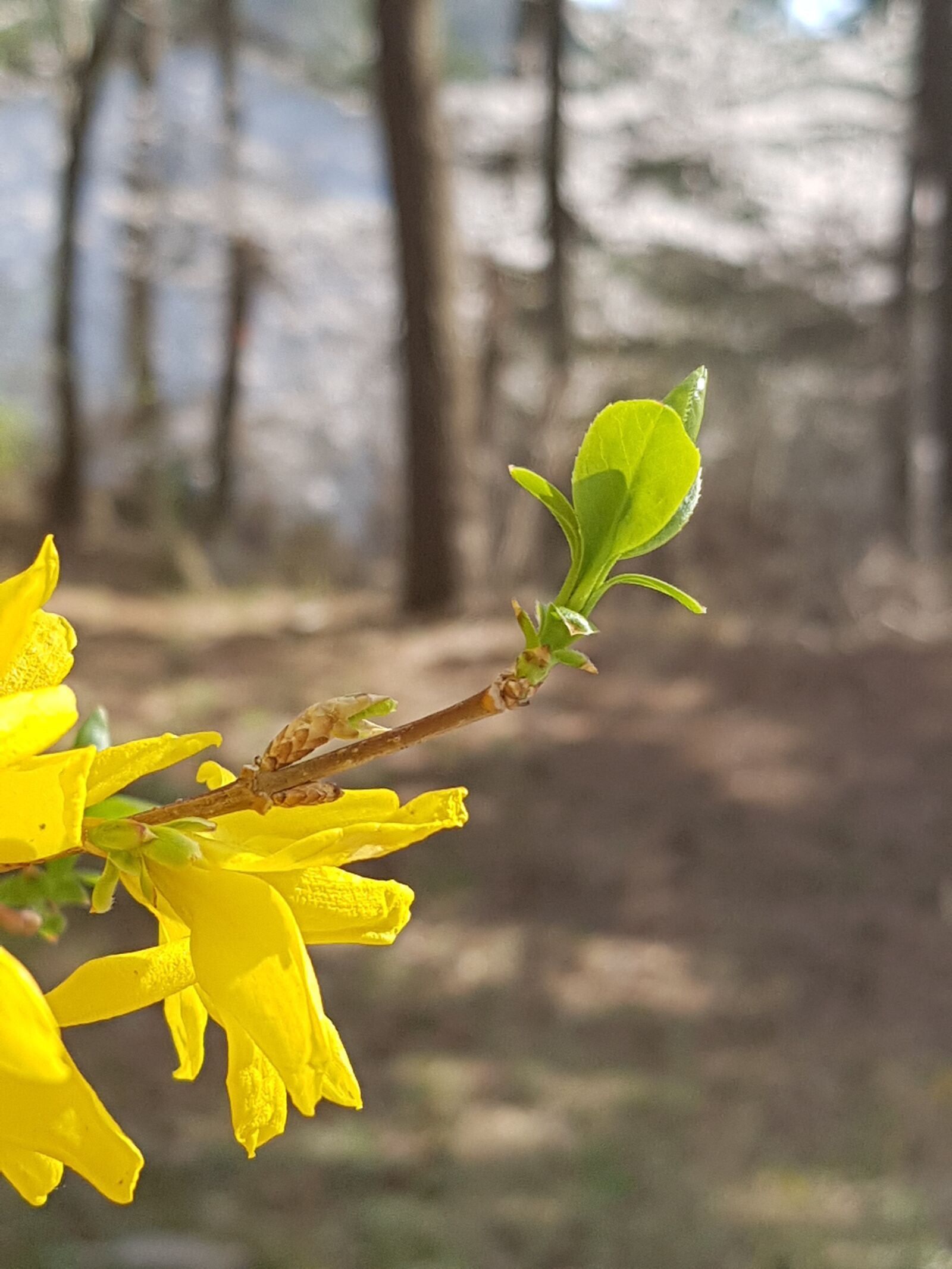Samsung Galaxy S7 sample photo. Spring, forsythia, bud photography