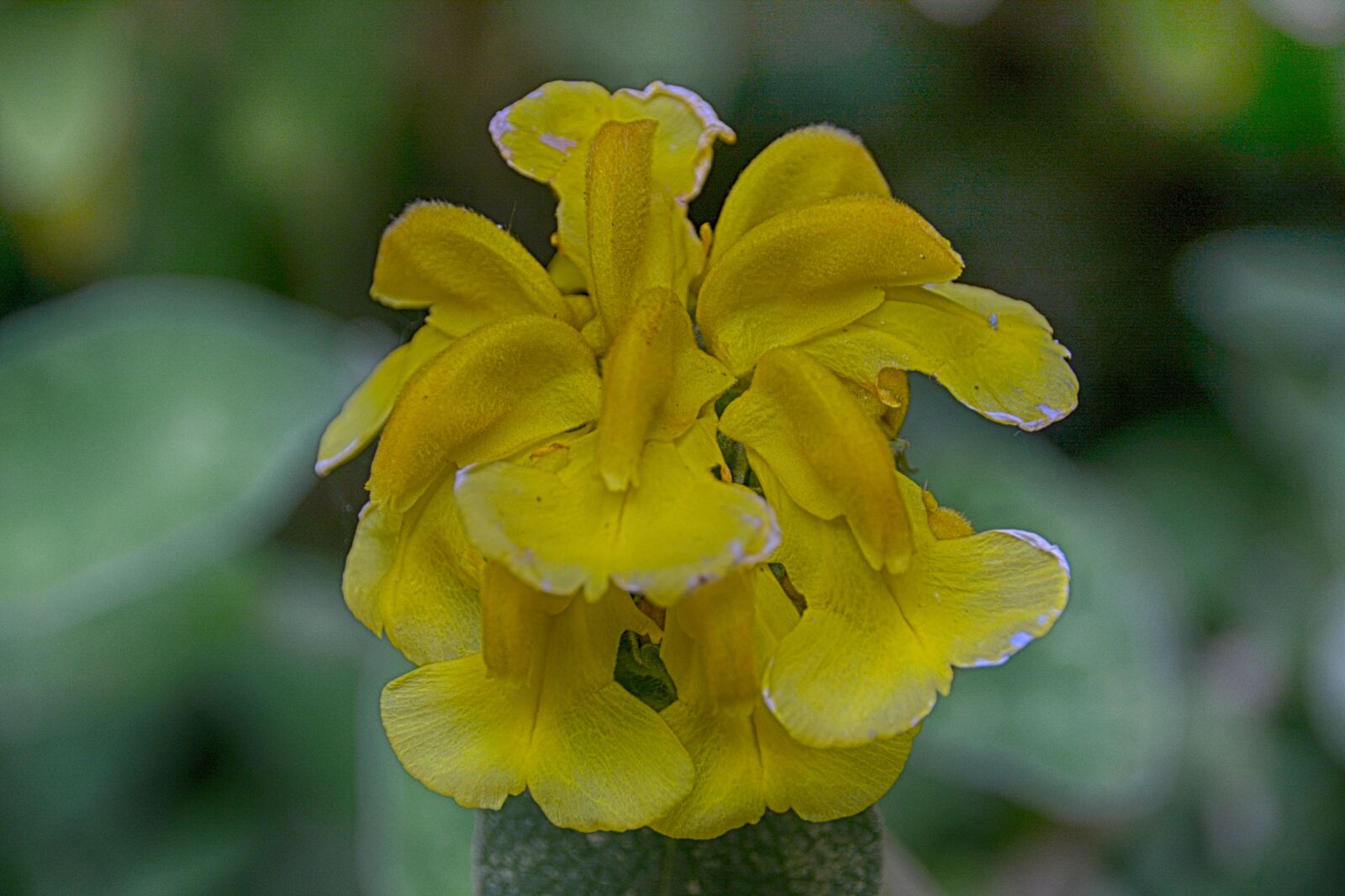 Nikon D5200 sample photo. Botanique, fleur, flore, jaune photography
