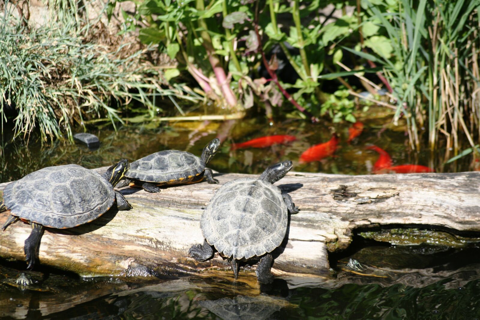 Canon EOS 350D (EOS Digital Rebel XT / EOS Kiss Digital N) sample photo. Turtles, water, animal photography