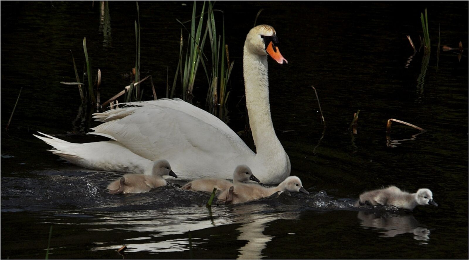 Nikon D90 sample photo. Bird, nature, swan photography