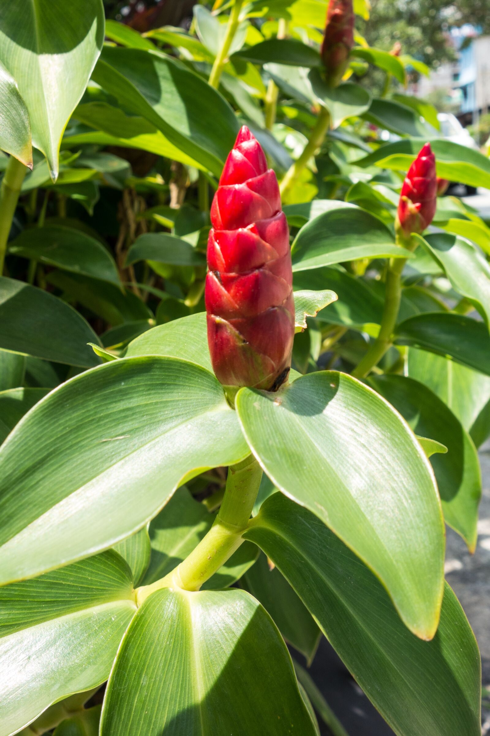 Sony Cyber-shot DSC-RX100 sample photo. Flower, malaysia, tropical photography
