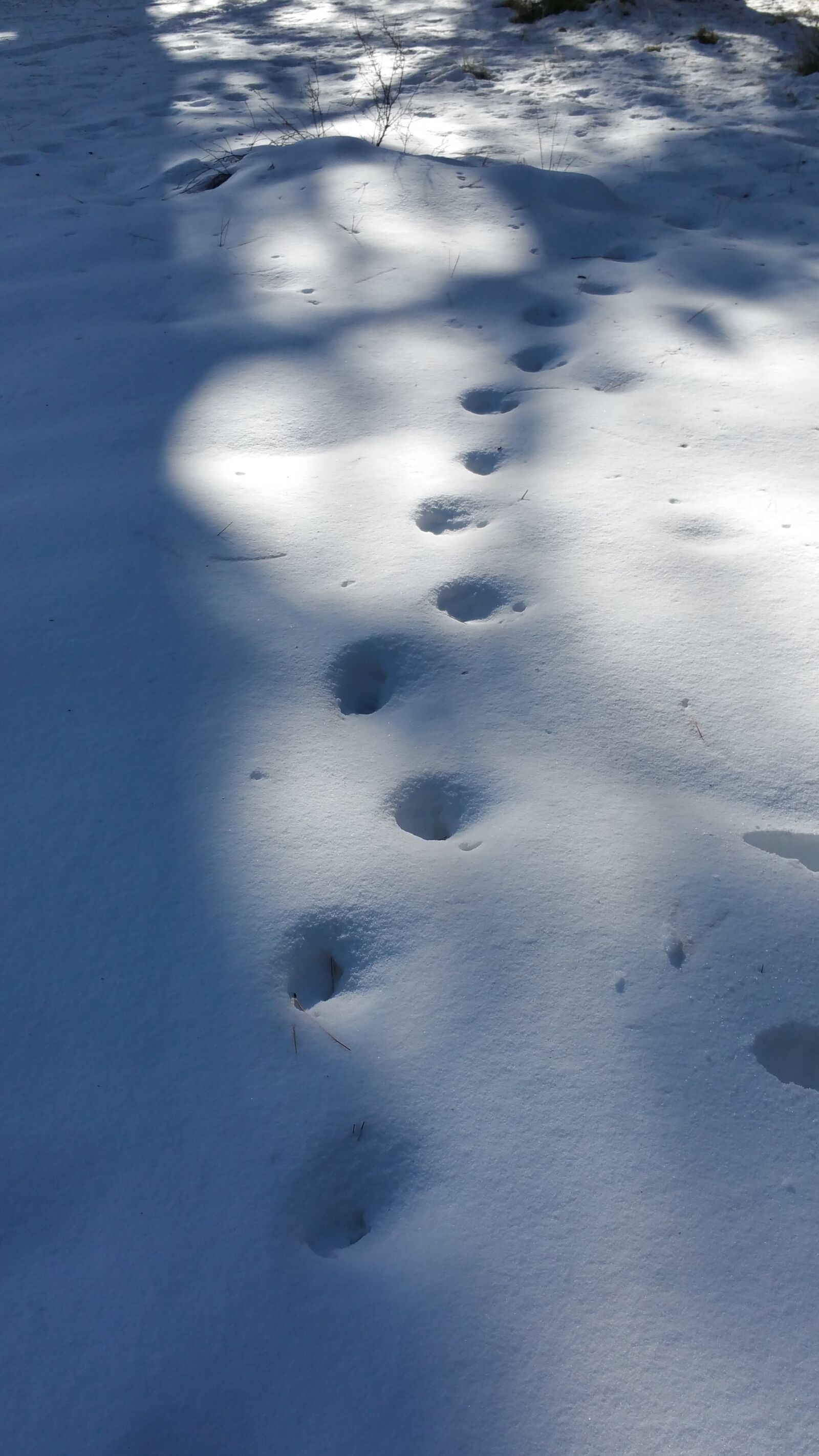 Samsung Galaxy Note4 sample photo. Snow, bear prints, nature photography