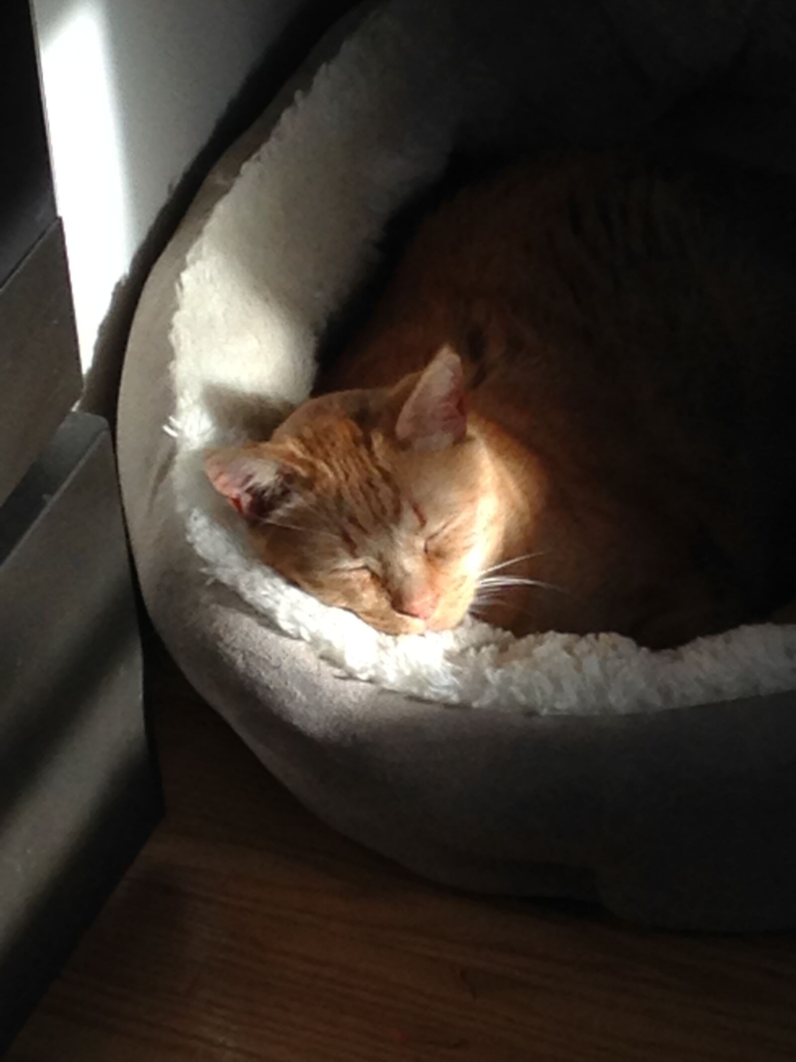 Apple iPhone 5c sample photo. Cat, sleeping, sunlight photography