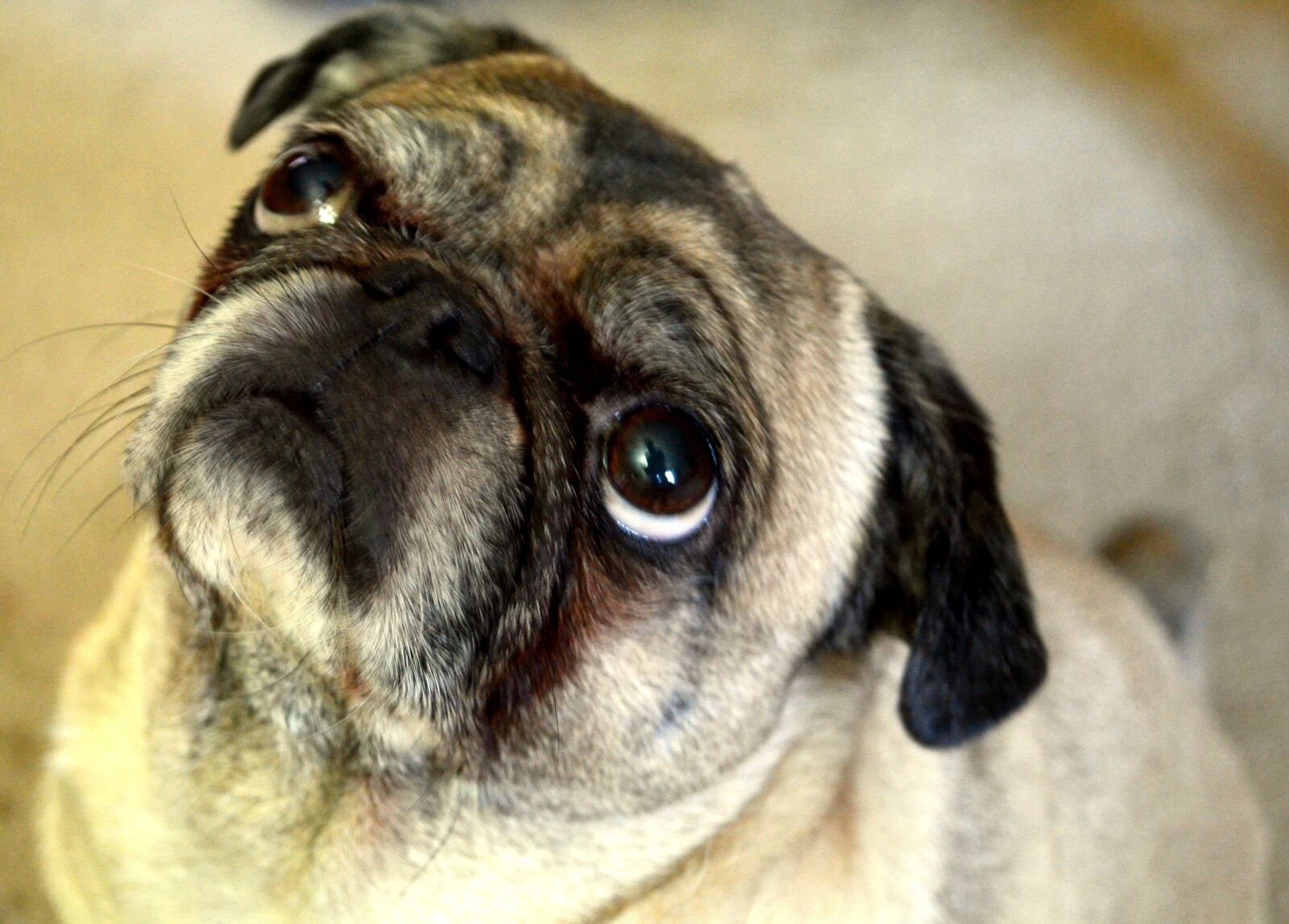 Nikon D5100 sample photo. Dog, pug, animal photography