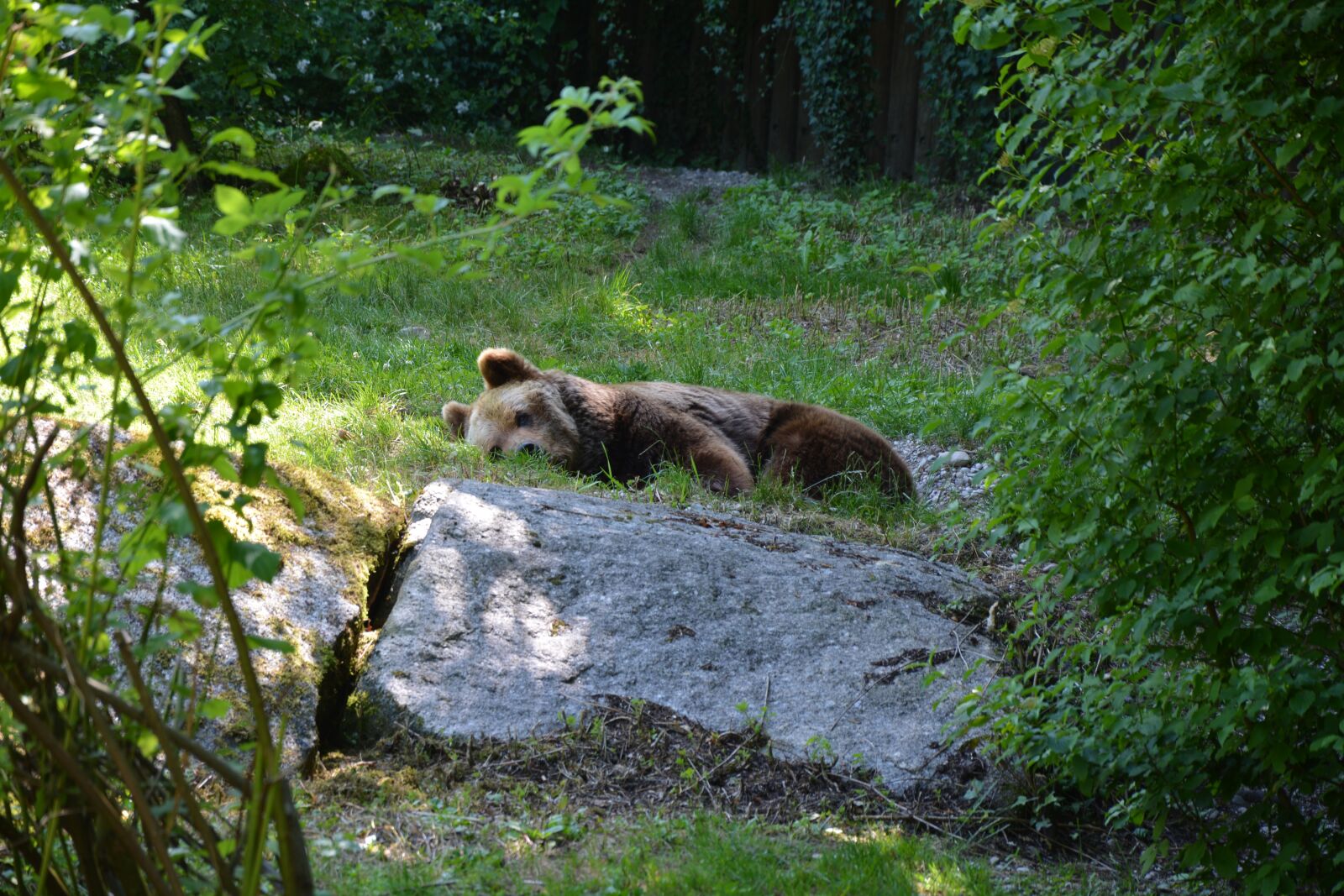 Nikon D5200 sample photo. Zoo, sleep, brown bear photography
