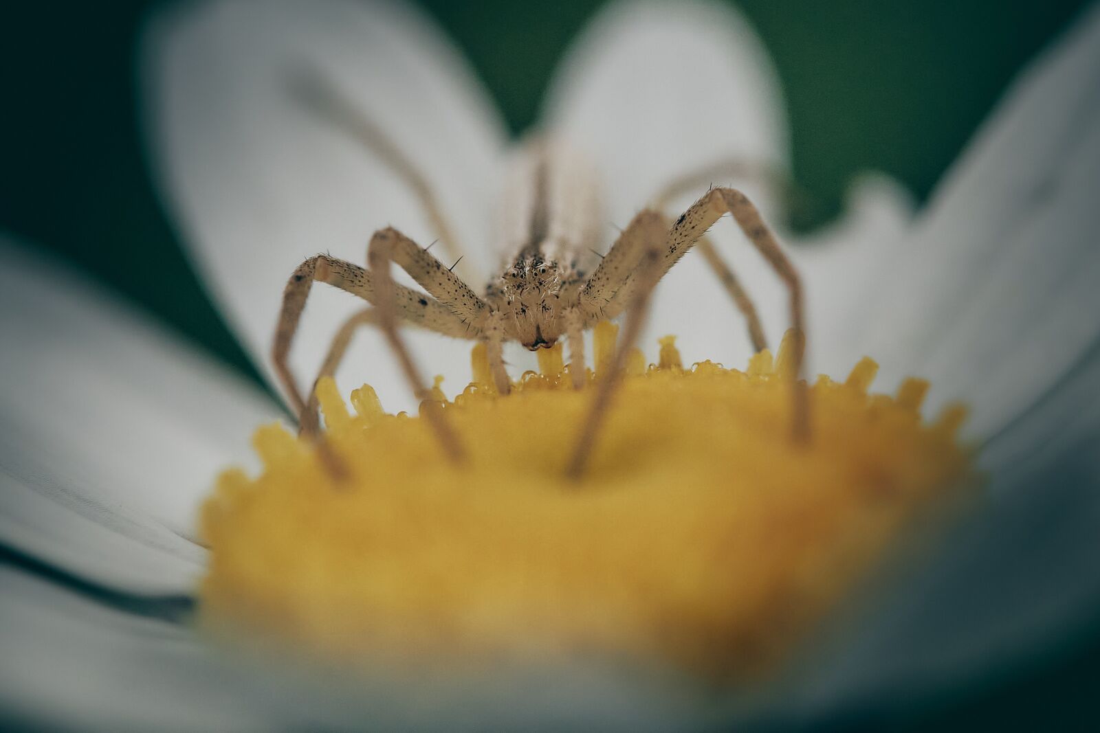 Olympus OM-D E-M1 sample photo. Spider, thomise, macro photography