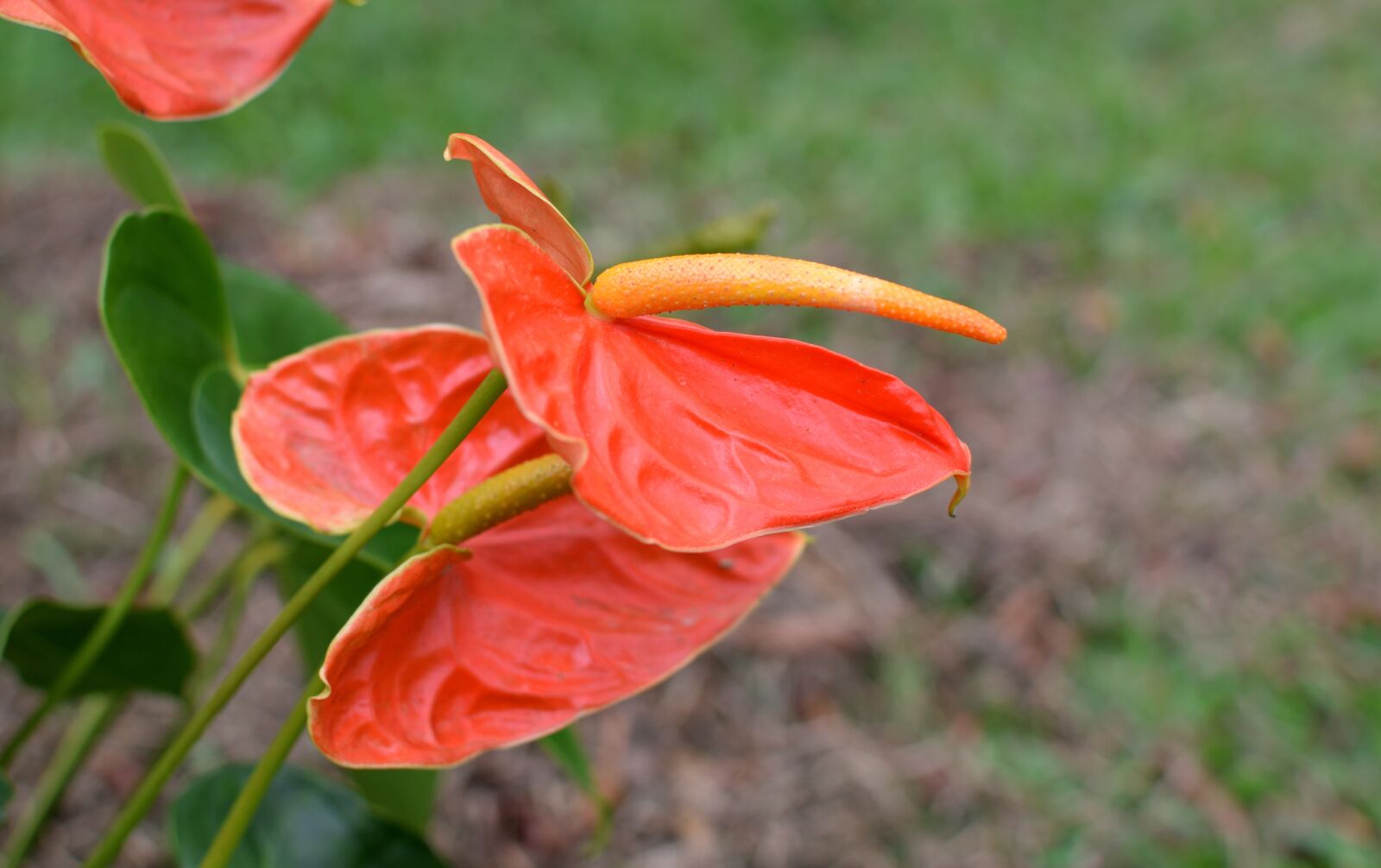 Nikon D5300 sample photo. Flower, flower anturio, garden photography
