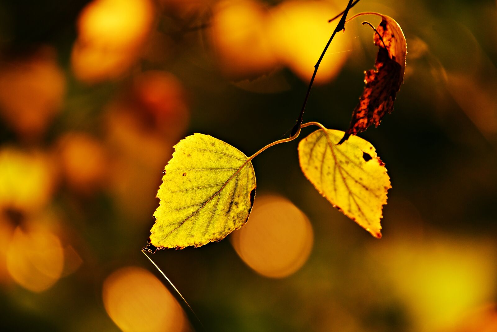 Nikon D750 sample photo. Autumn leaf, twig, vein photography