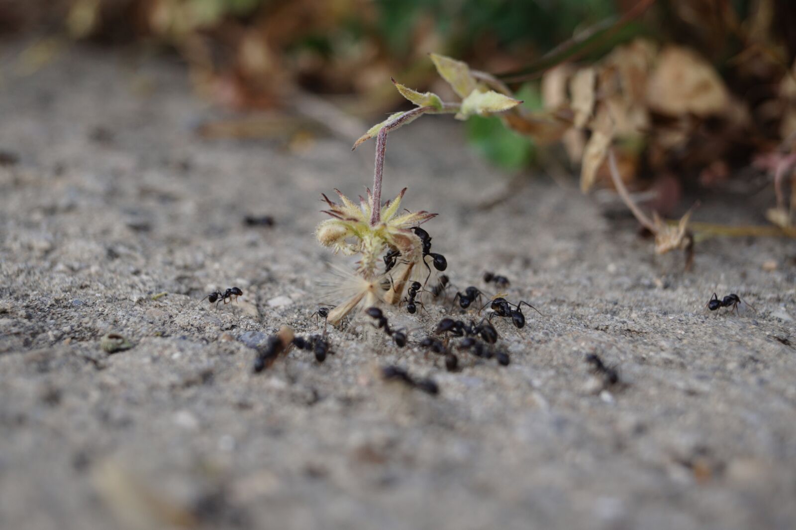 Sony SLT-A68 sample photo. The ant, ant, insect photography