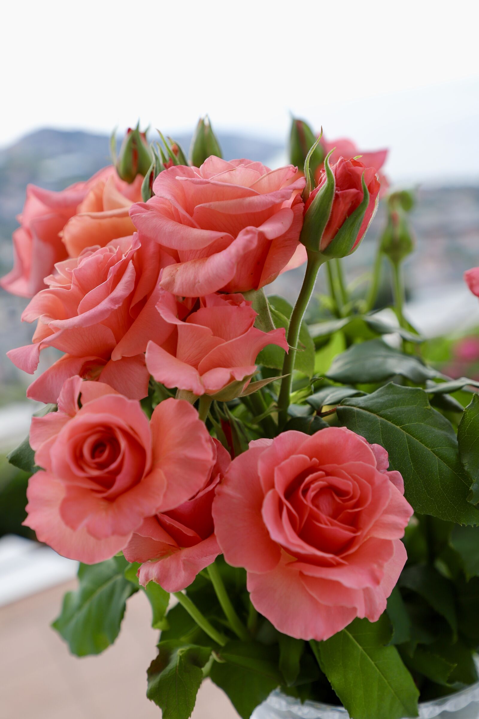 Canon EF 24-105mm F4L IS II USM sample photo. Rose, flowers, summer photography