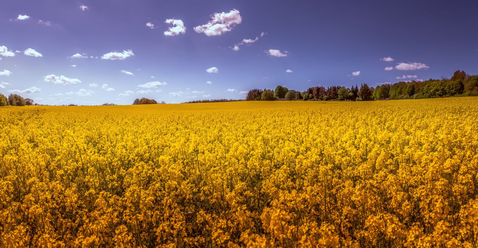 Canon EOS 700D (EOS Rebel T5i / EOS Kiss X7i) sample photo. Oilseed rape, field, landscape photography