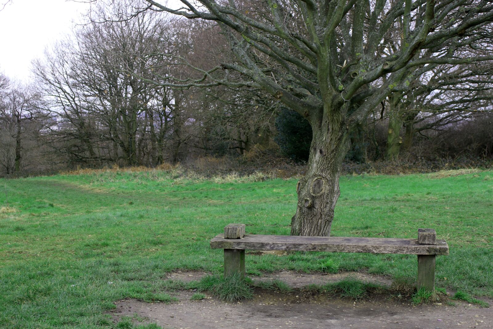 Canon EOS 700D (EOS Rebel T5i / EOS Kiss X7i) sample photo. Tree, bench, nature photography