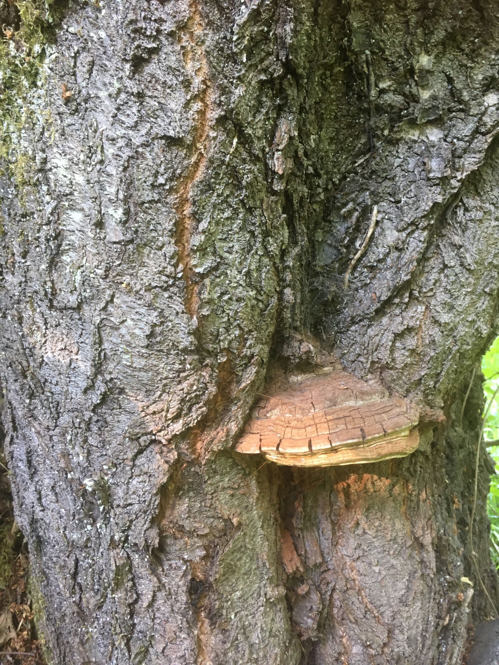 iPhone SE back camera 4.15mm f/2.2 sample photo. Trunk, cherry, fungus photography