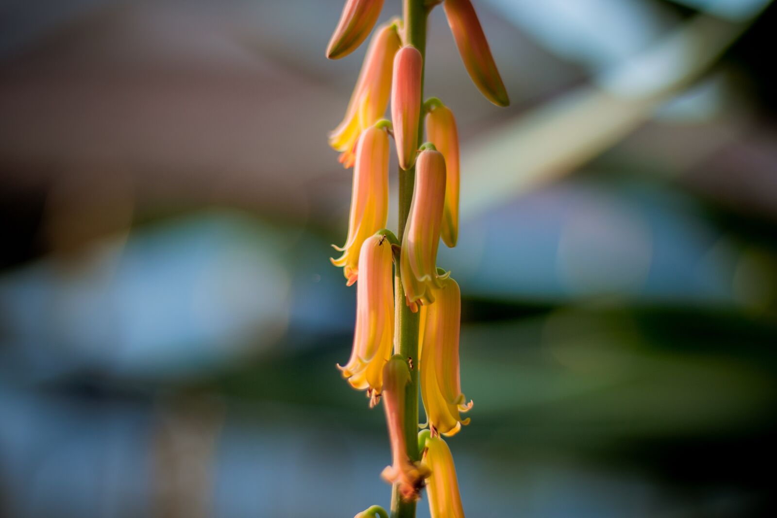 Canon EOS 700D (EOS Rebel T5i / EOS Kiss X7i) + Canon EF 50mm F1.8 STM sample photo. Elite, flower, wonderful photography