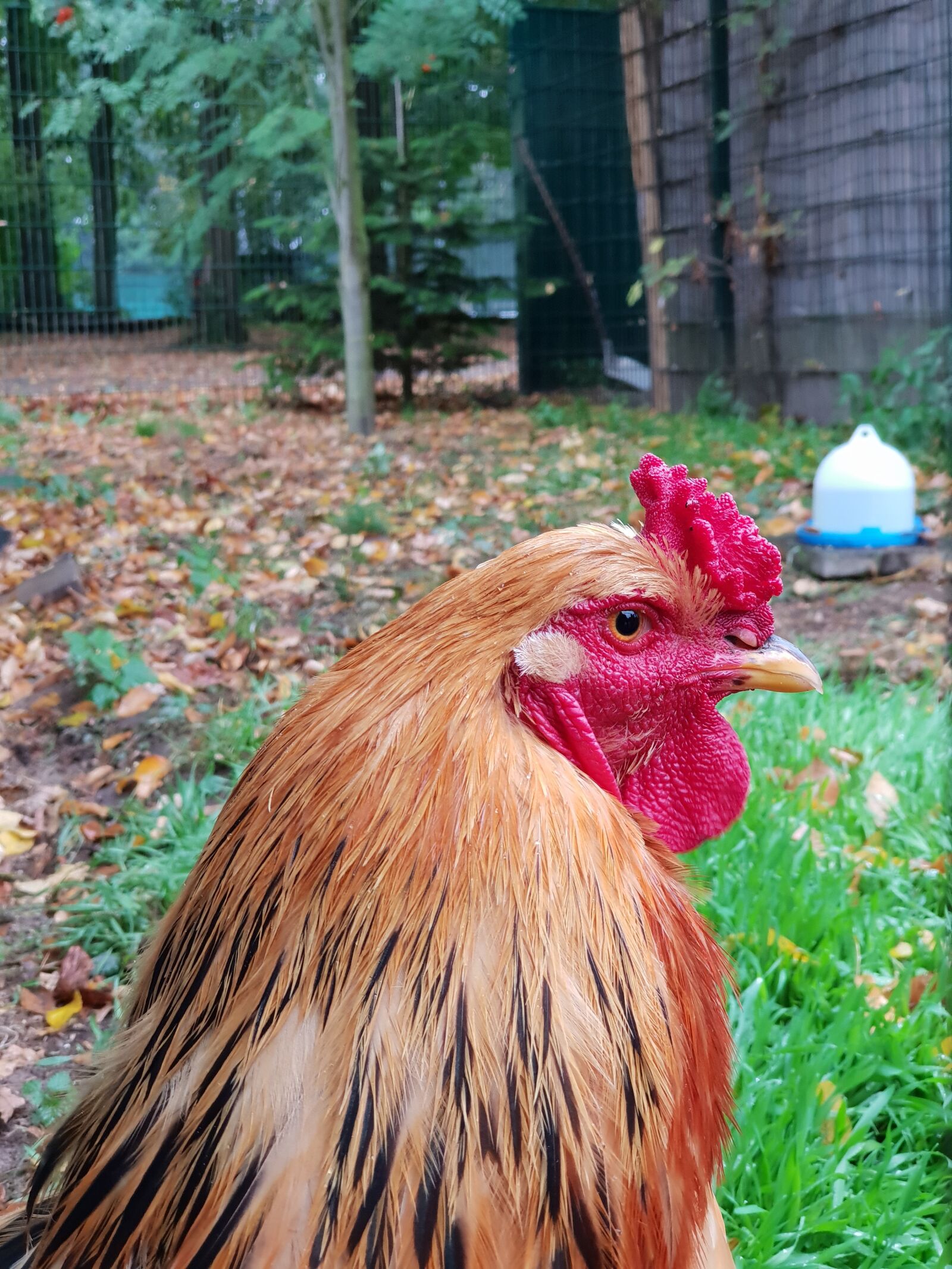 Samsung Galaxy S9+ sample photo. Chicken, urinary, bird photography