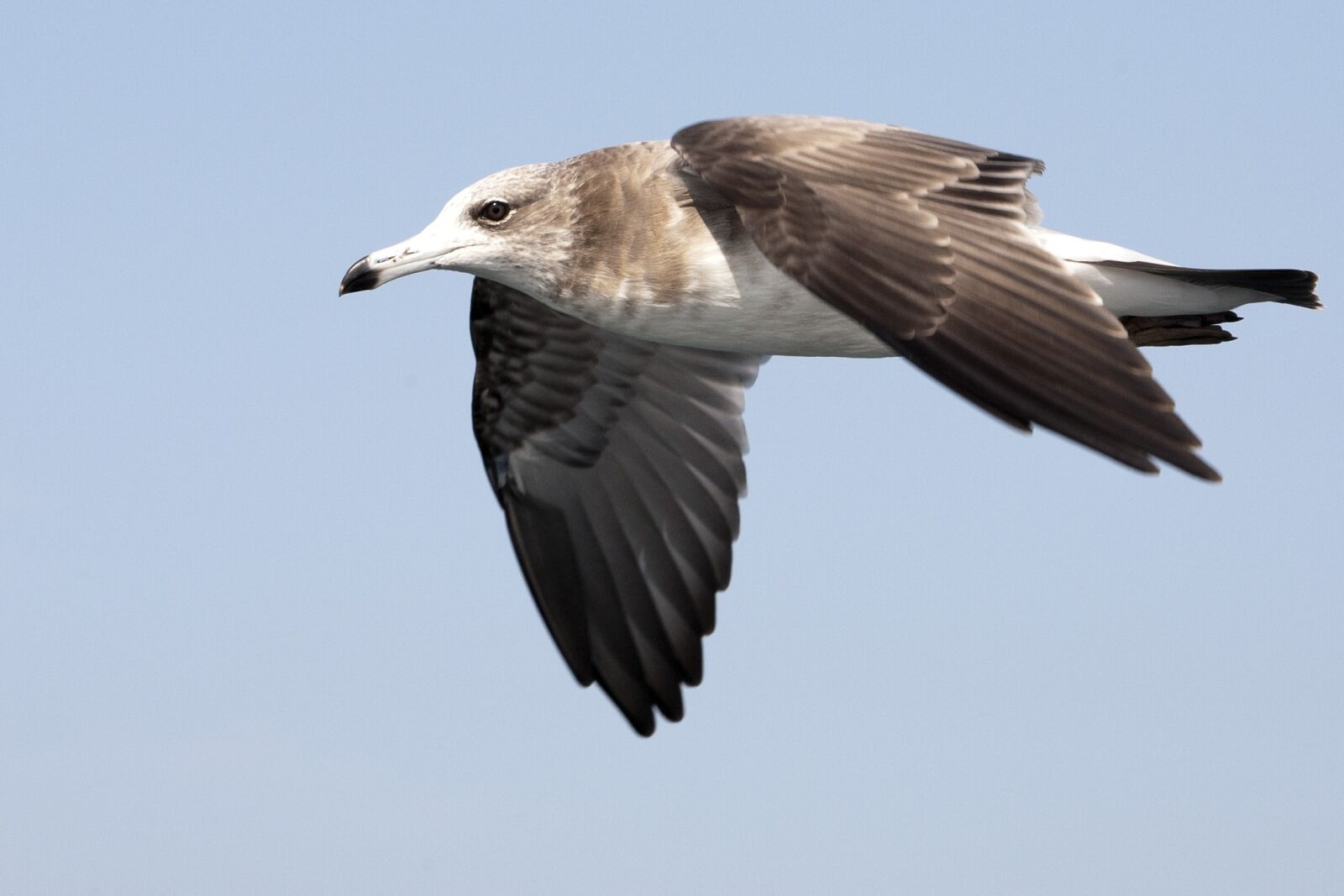 Canon EOS 5D sample photo. Seagull, sea birds, new photography