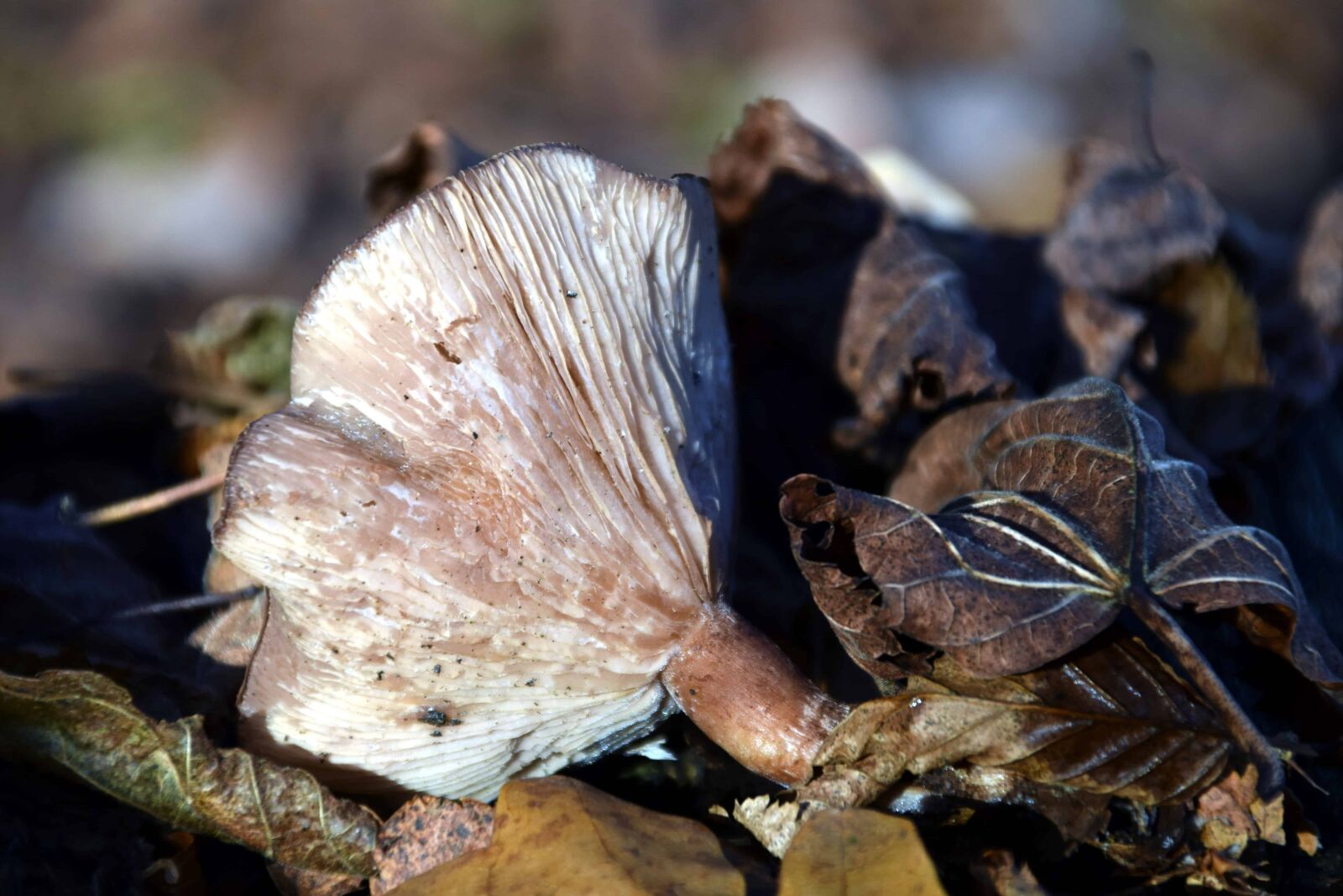 Nikon D3300 sample photo. Nature, fungus, forest, organism photography