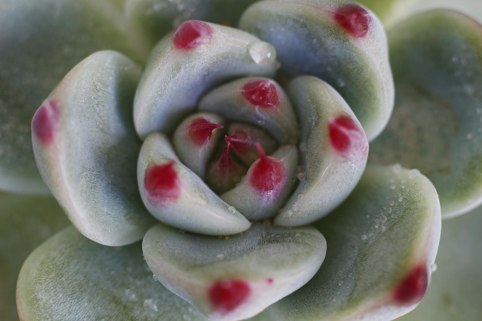 Canon EOS 100D (EOS Rebel SL1 / EOS Kiss X7) sample photo. Macro, cactus, nature photography