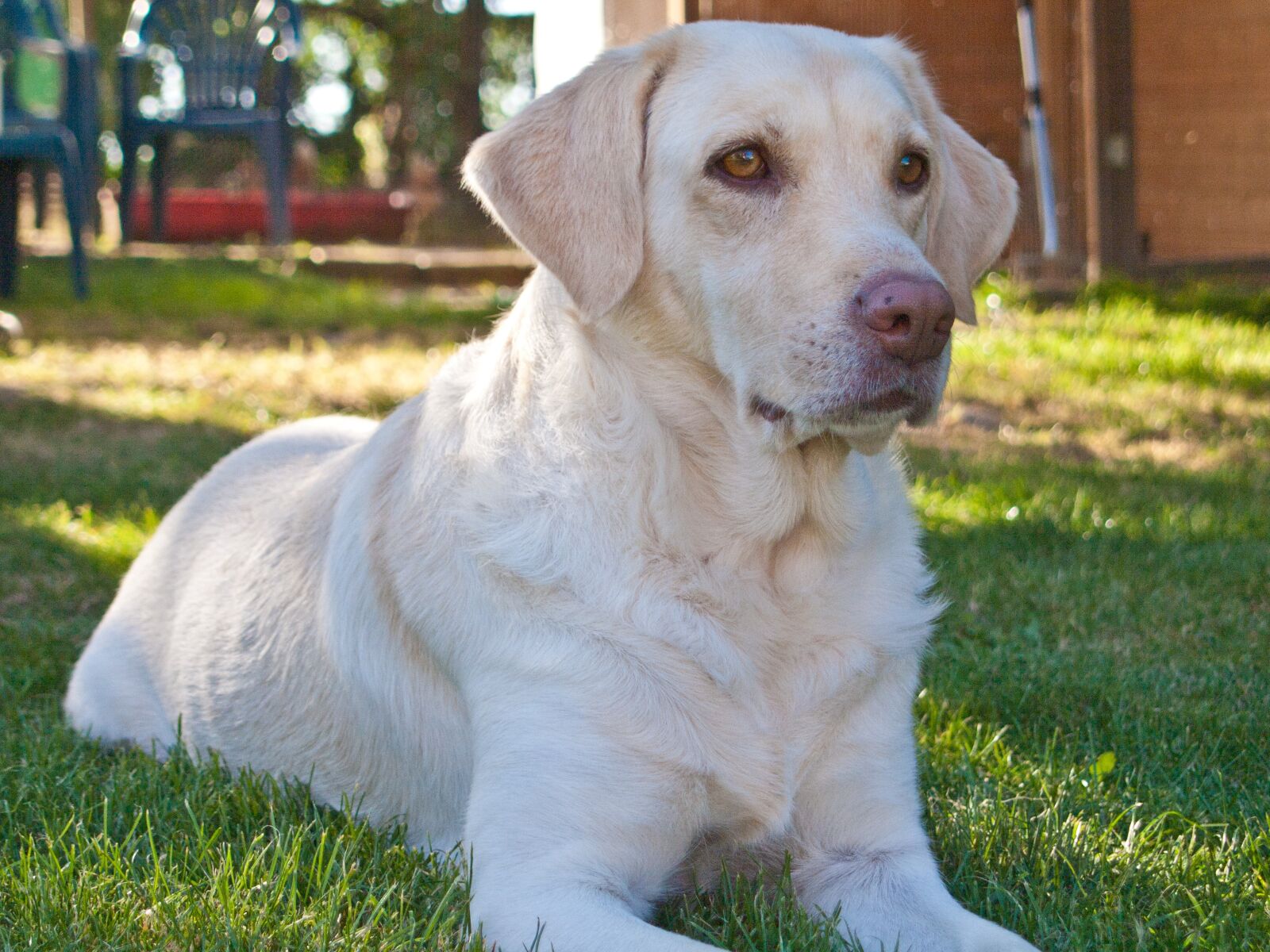 Olympus E-420 (EVOLT E-420) sample photo. Dog, lying, weimaraner labrador photography