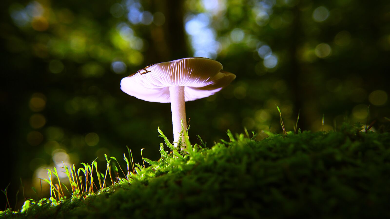 Canon EF-M 15-45mm F3.5-6.3 IS STM sample photo. Mushroom, autumn, forest photography