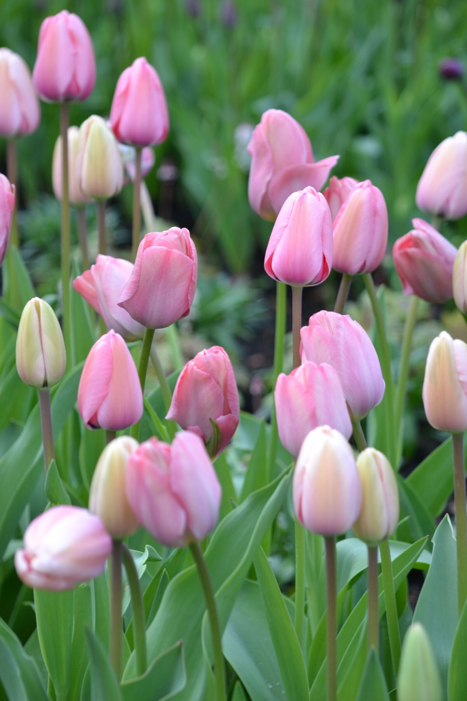 Nikon D3100 sample photo. Tulips, pink, nature photography