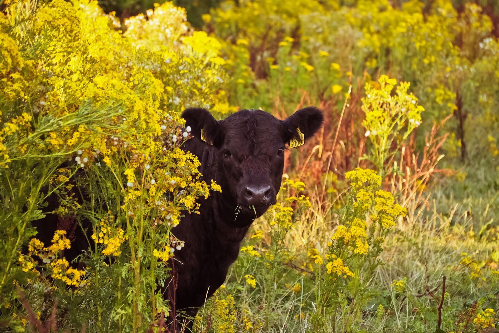 Olympus OM-D E-M10 sample photo. Oilseed rape, beef, field photography