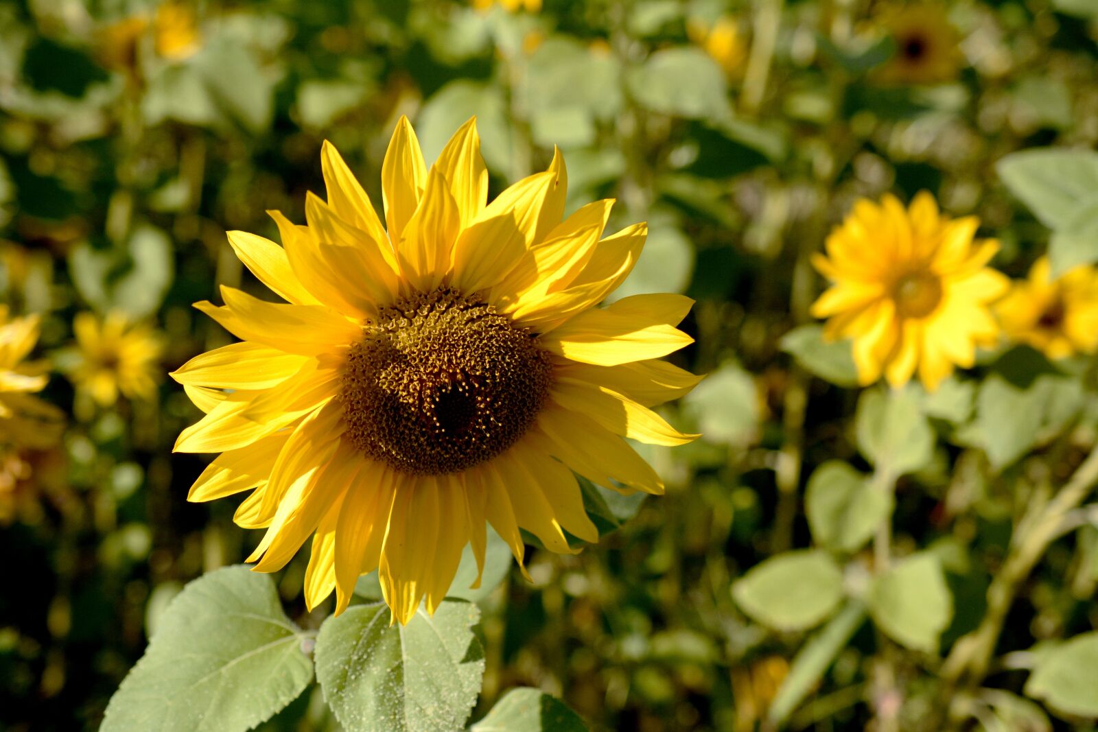 Nikon D7100 sample photo. Sunflower, blossom, bloom photography