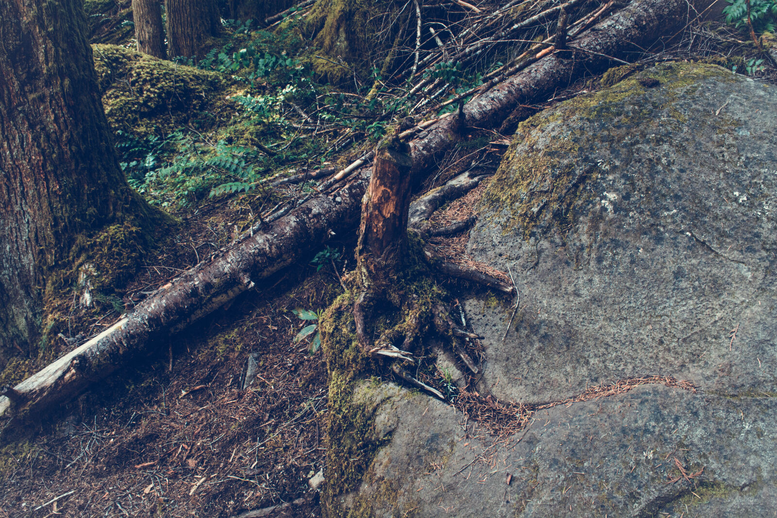 Nikon D5200 sample photo. Calamity, daylight, environment, forest photography