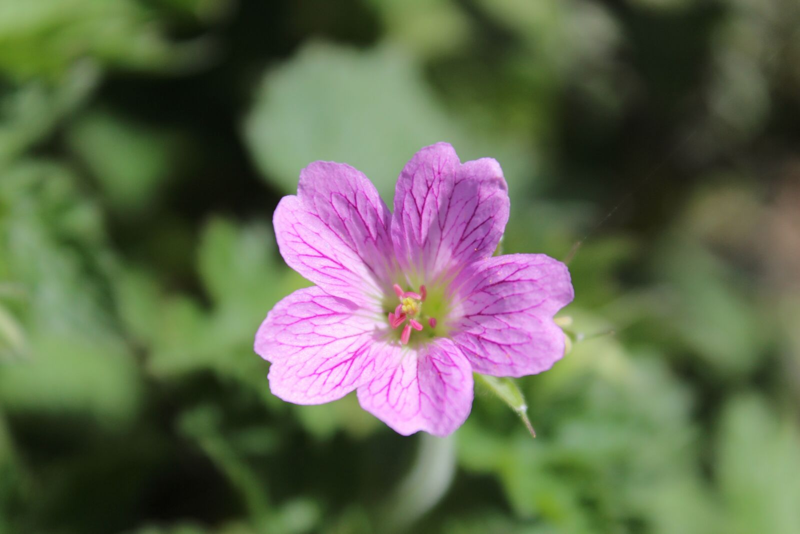 Canon EOS 1200D (EOS Rebel T5 / EOS Kiss X70 / EOS Hi) sample photo. Geranium, pink, bloom photography