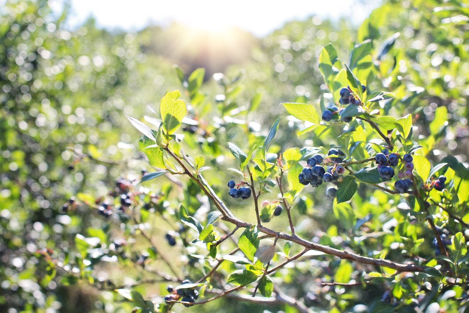 Canon EF 50mm F1.4 USM sample photo. Blueberries, bush, nature photography