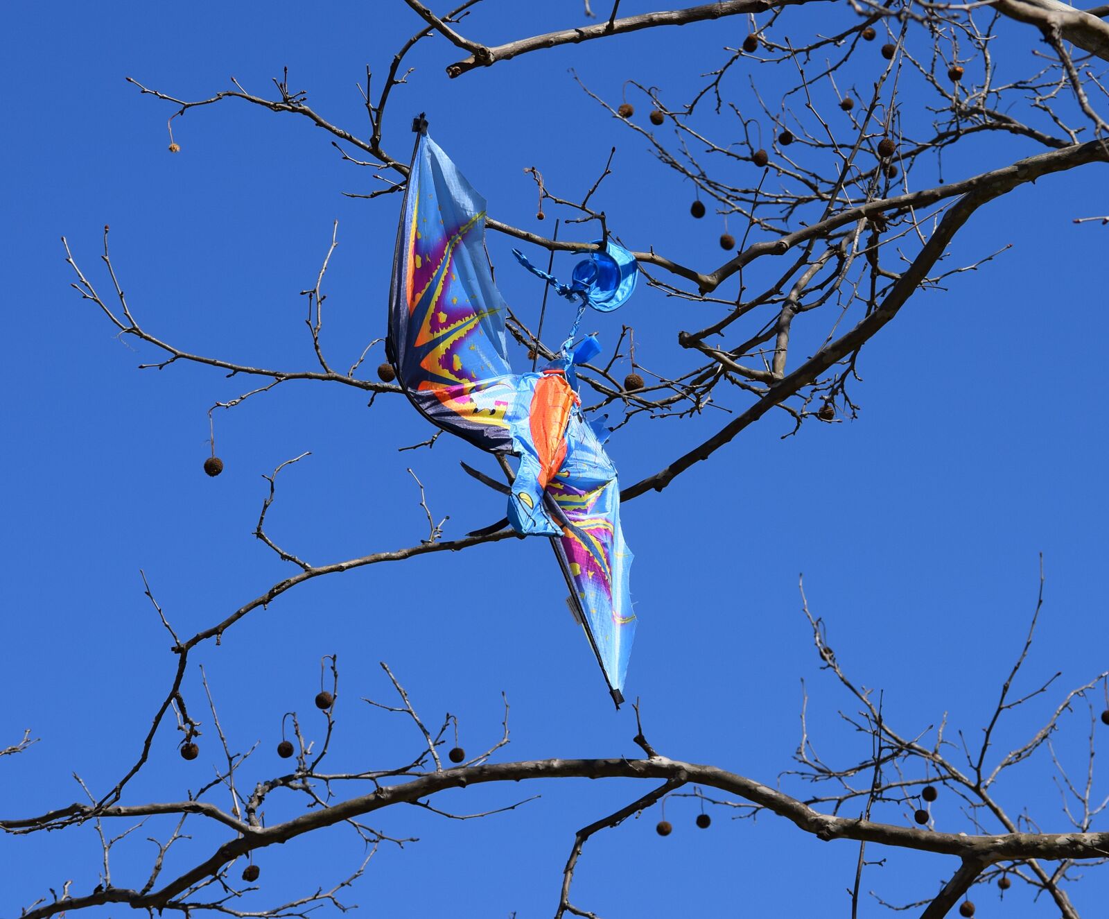 Nikon D3300 sample photo. Kite in tree, kite photography