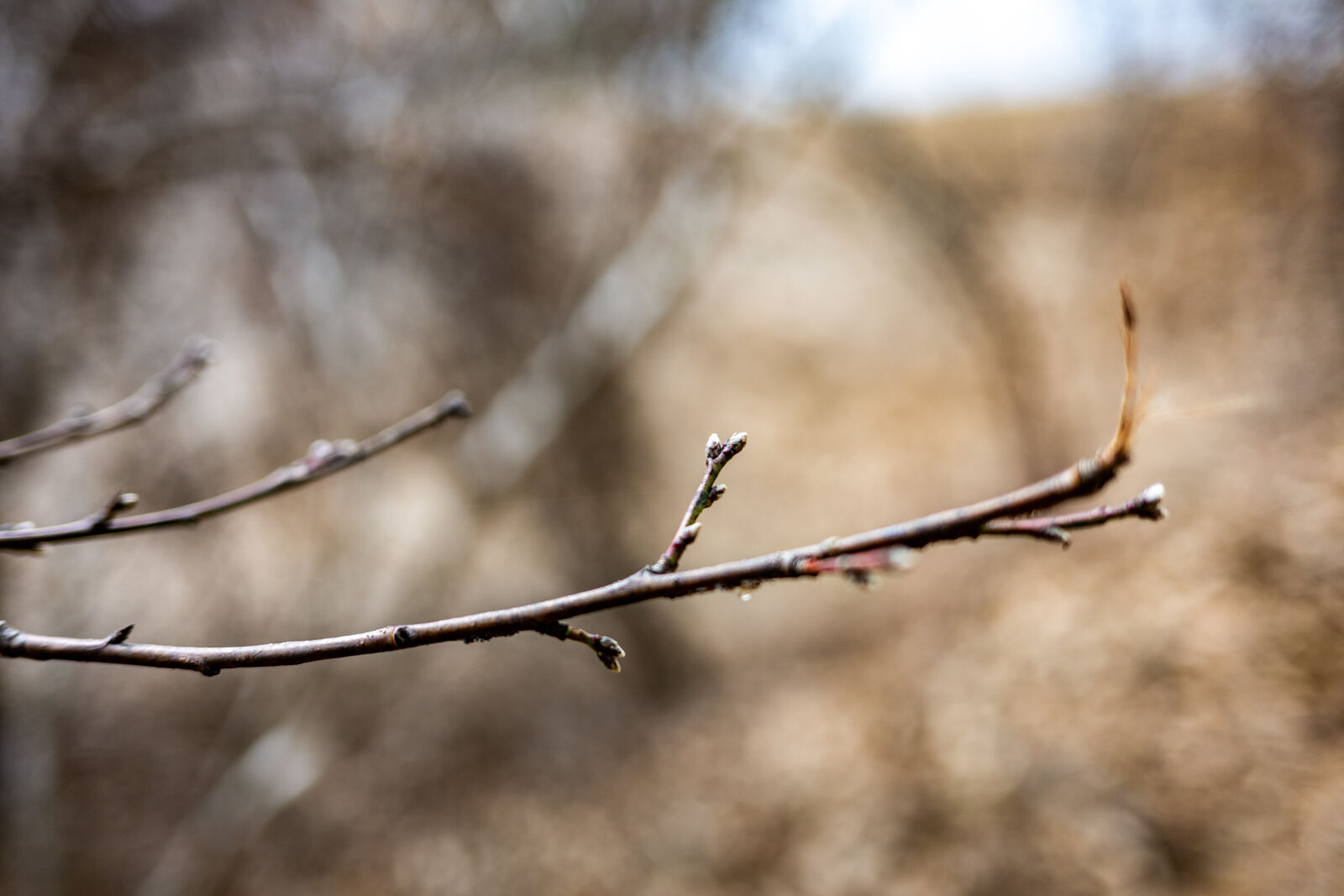 Nikon Nikkor Z 40mm F2 sample photo