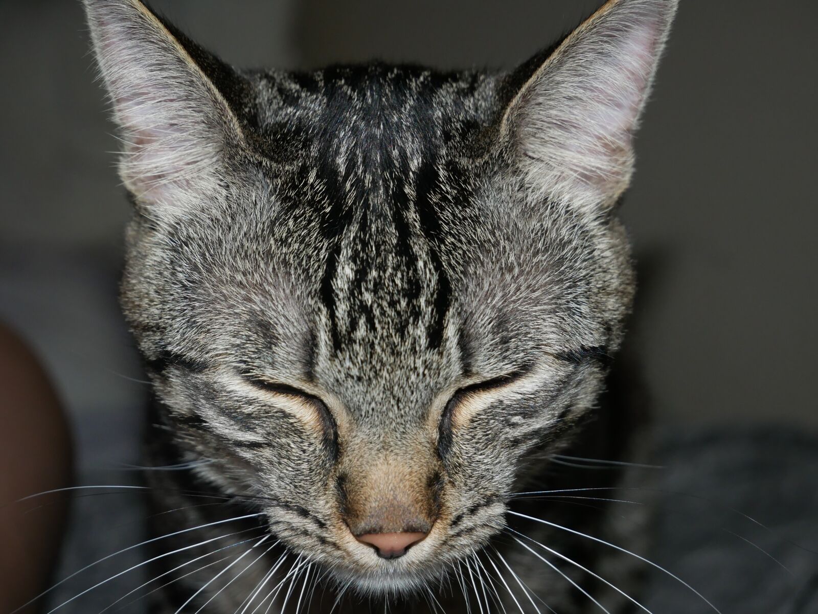 Panasonic Lumix DMC-G85 (Lumix DMC-G80) sample photo. Cat, cute, pet photography