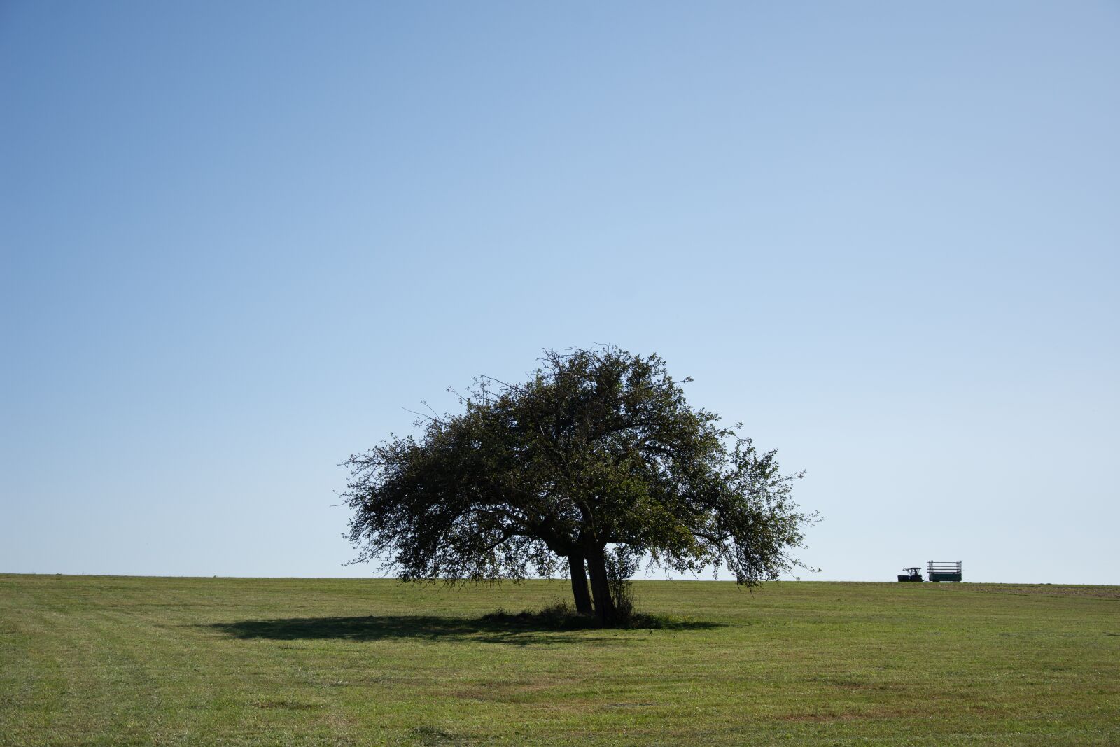 Nikon D7200 sample photo. Tree, meadow, mood photography