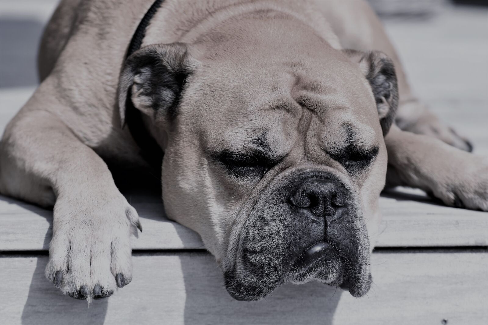 Nikon D5500 sample photo. Continental bulldog, animal, dog photography