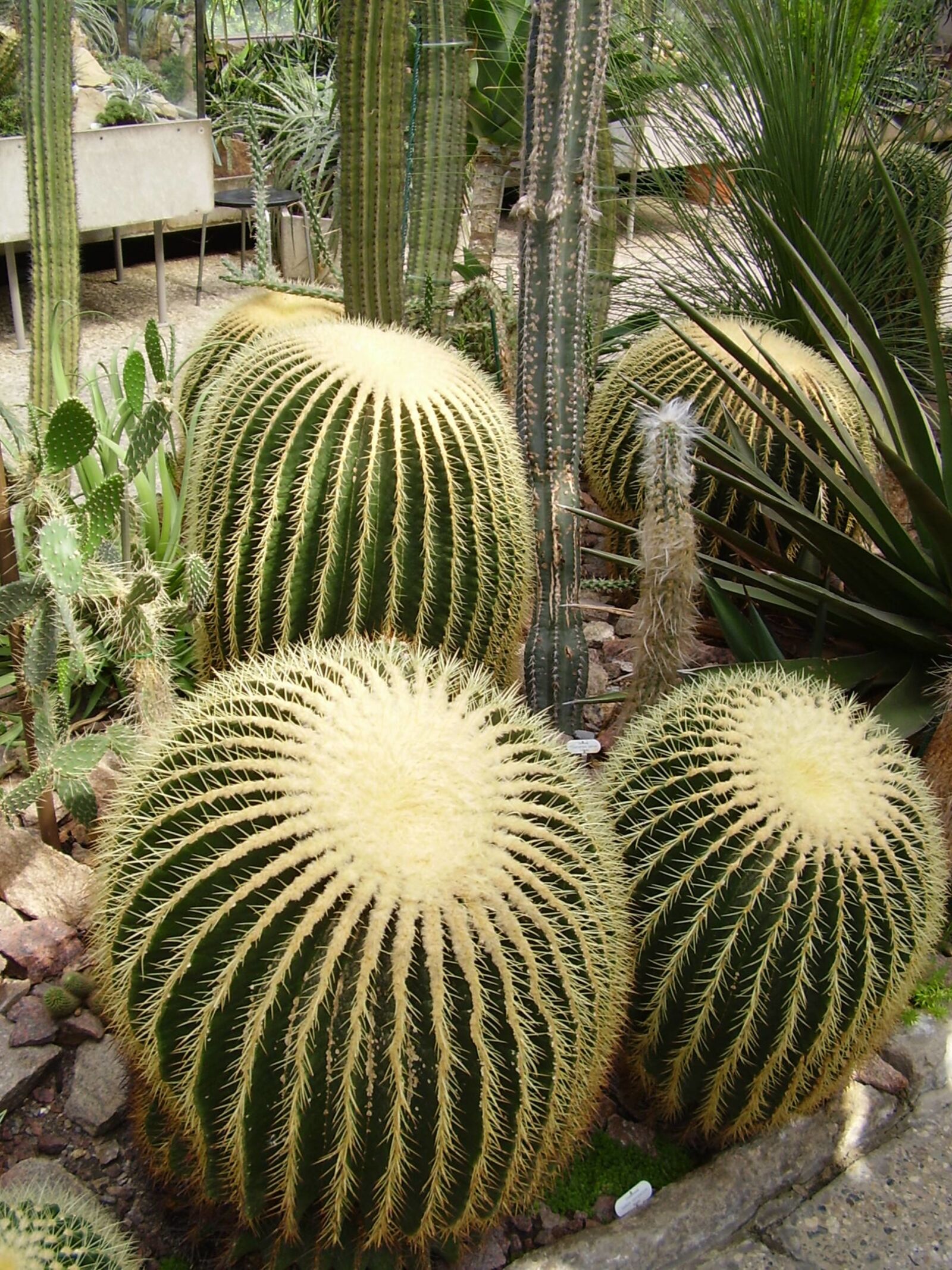 Olympus X450,D535Z,C370Z sample photo. Cactus, desert, prickly photography