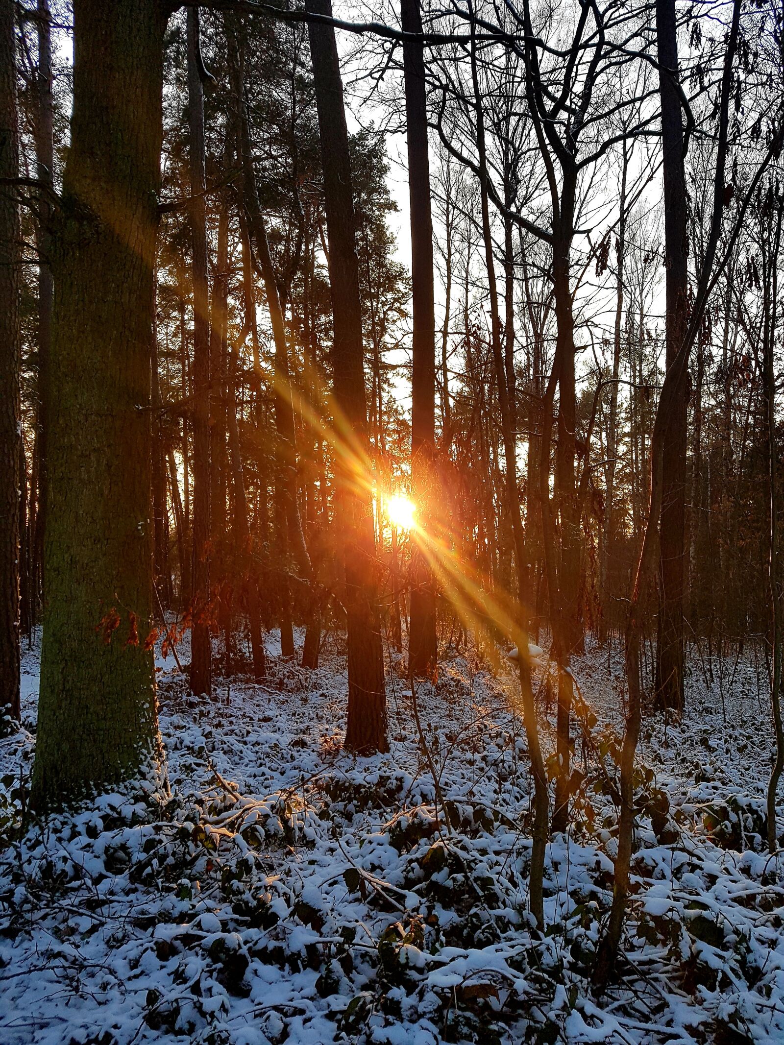 Samsung Galaxy S7 sample photo. Sunset, sun, forest photography