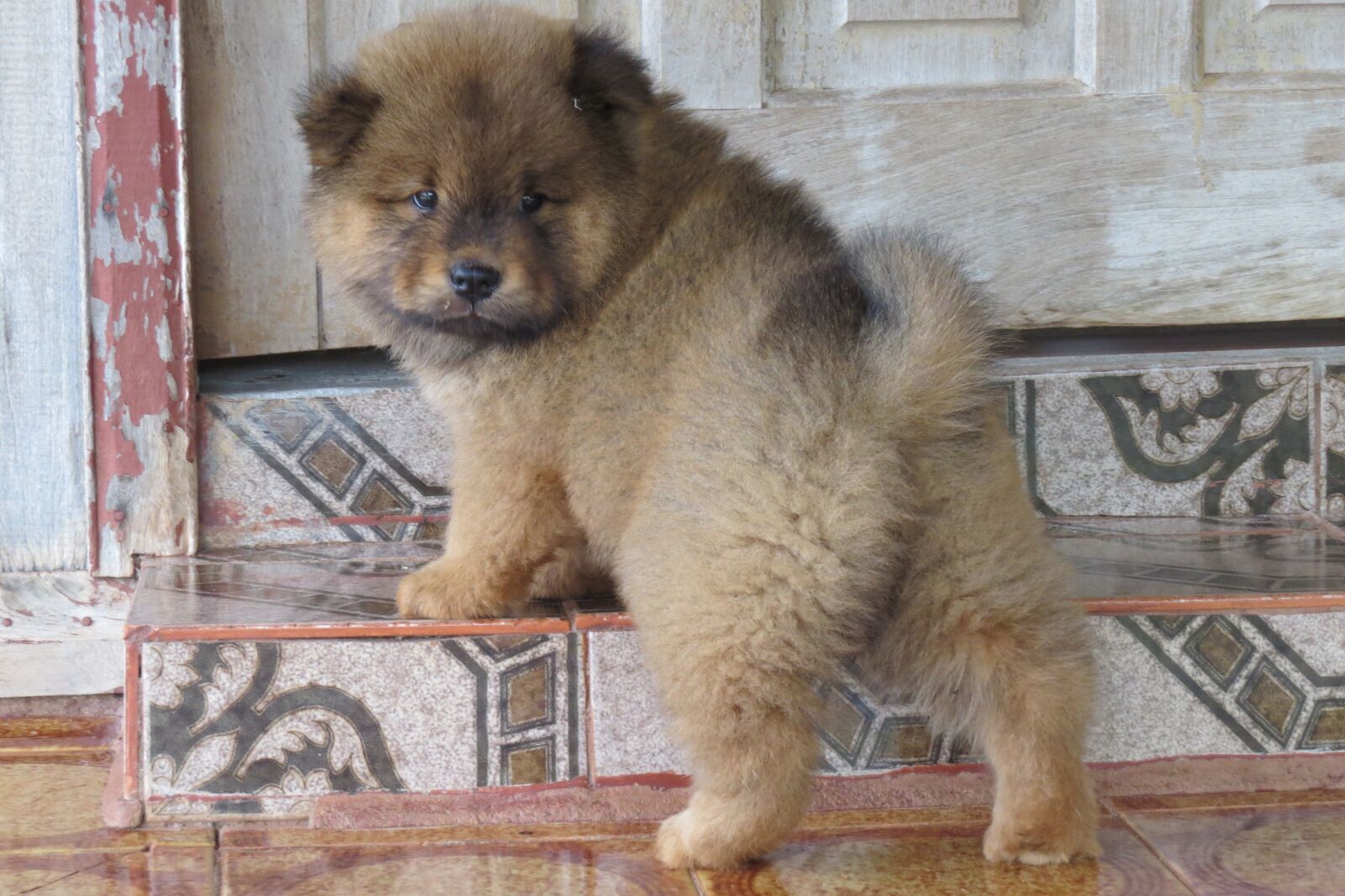 Canon PowerShot SX50 HS sample photo. Puppy, pet, dog photography