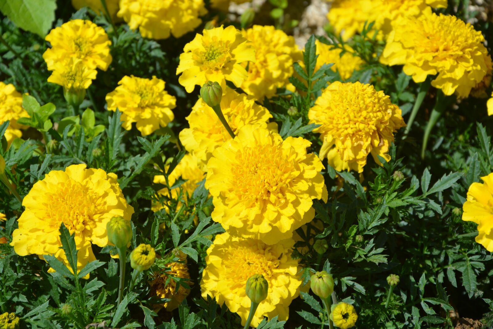 Nikon D5200 sample photo. Carnations of india, yellow photography