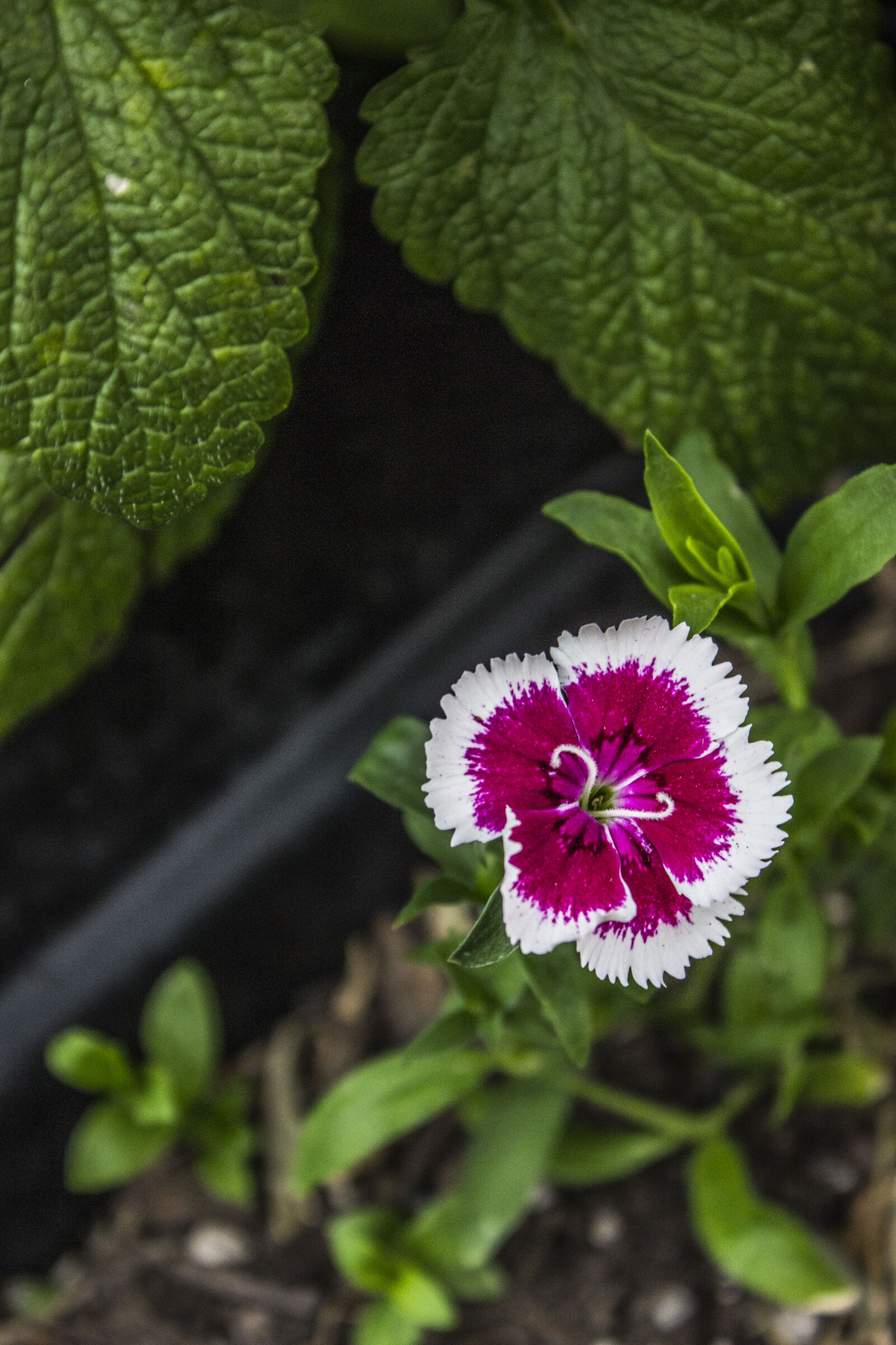 Canon EOS 600D (Rebel EOS T3i / EOS Kiss X5) sample photo. Colour, flower, nature, photography photography