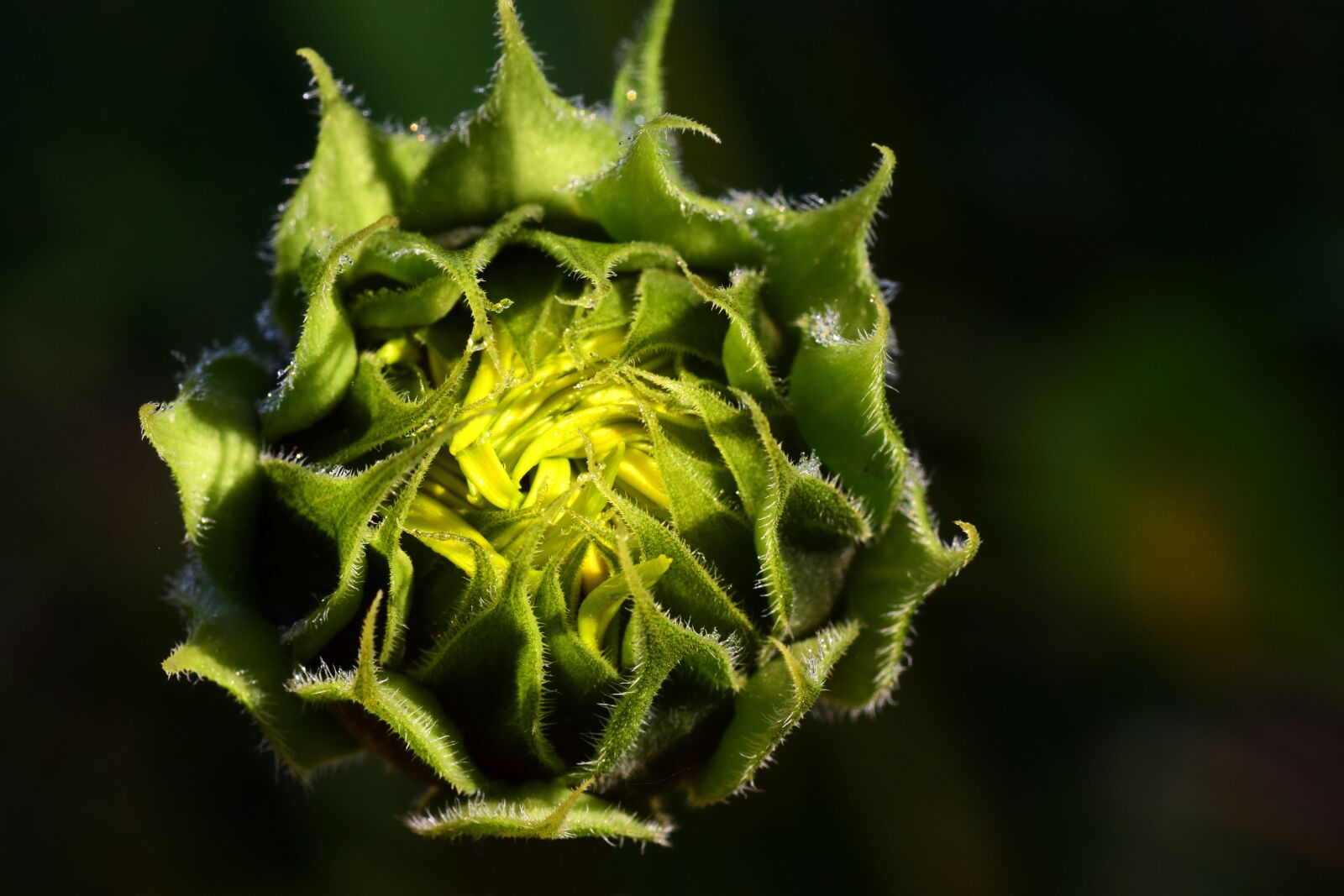 Nikon D3300 sample photo. Sunflower, dew, morgentau photography