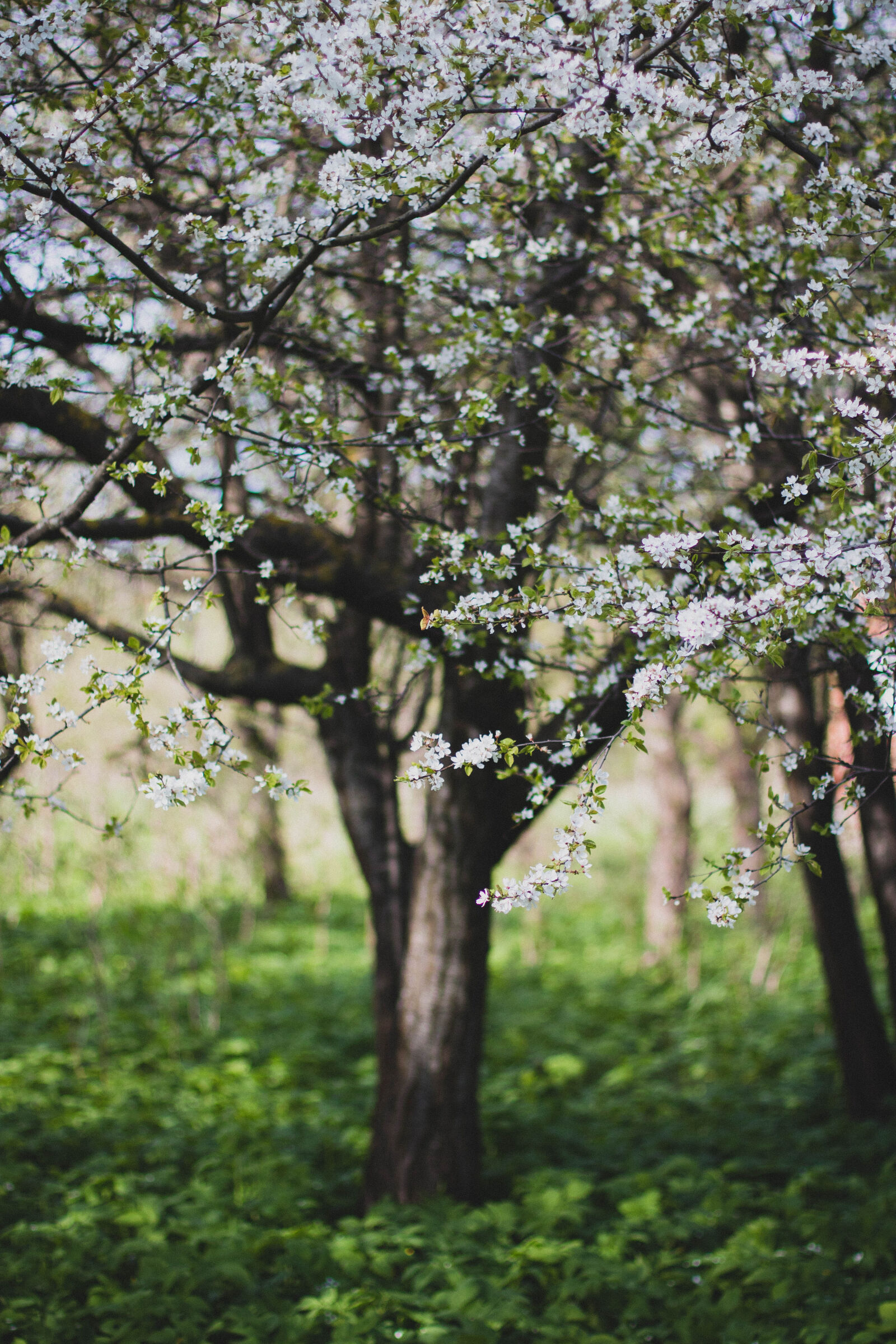 Canon EOS 760D (EOS Rebel T6s / EOS 8000D) + Canon EF 50mm F1.4 USM sample photo. Nature, apple, tree, apple photography