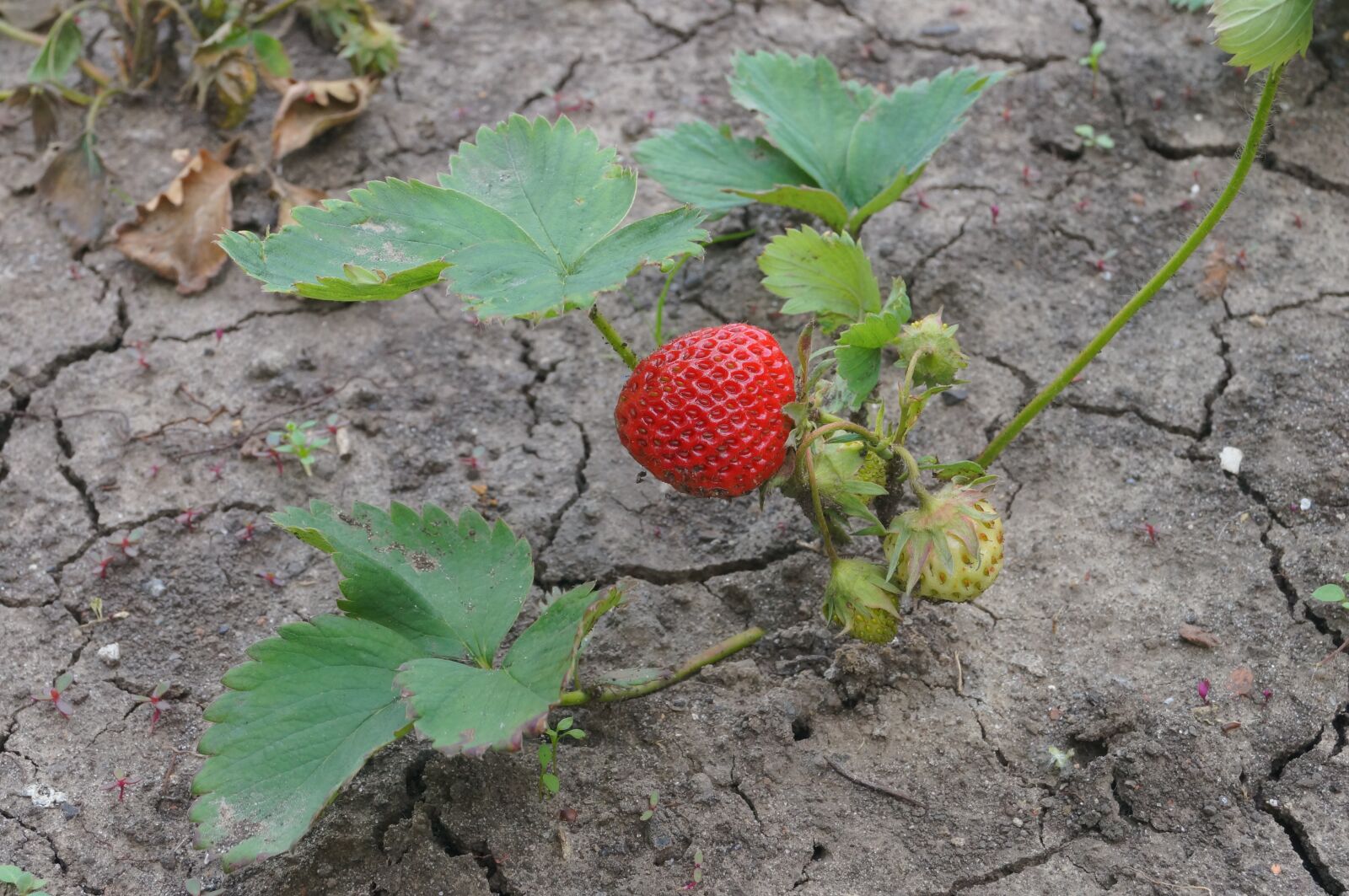 Sony SLT-A57 sample photo. Strawberry, strawberry bush, berry photography