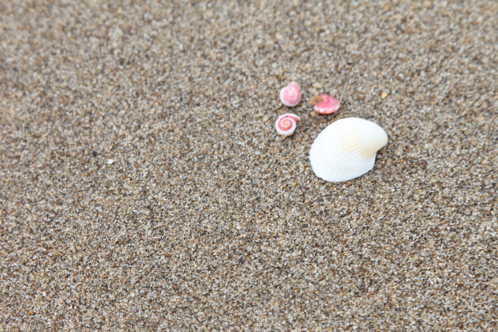 Canon EOS 60D + Canon EF 24-105mm F4L IS USM sample photo. Seashell photography