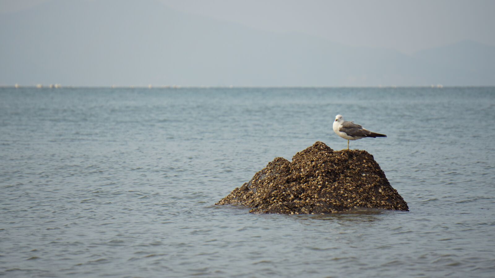 Sony a6000 sample photo. Sea, squid, seagull photography