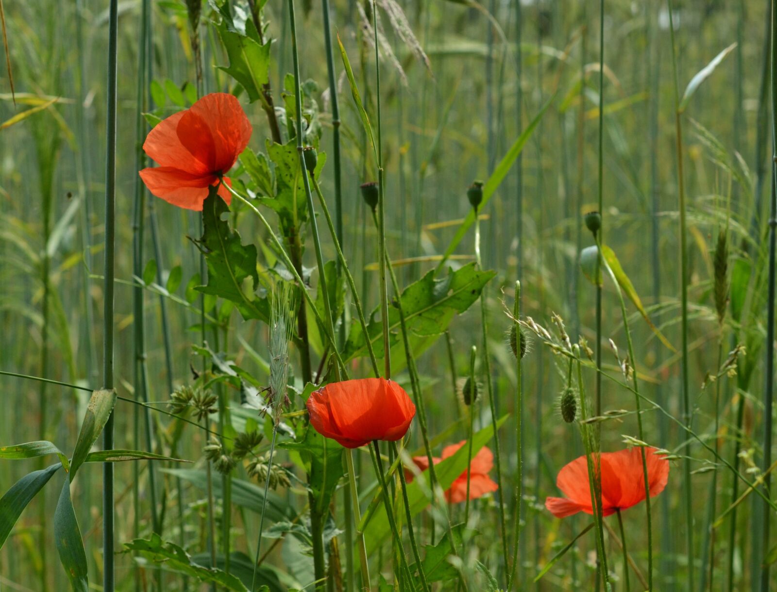 Nikon D3100 sample photo. Poppy, klatschmohn, red photography
