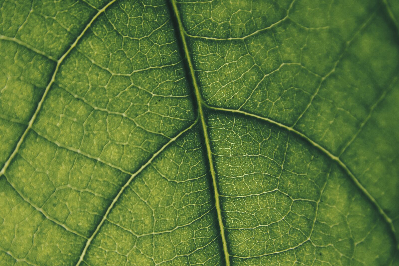 Nikon COOLPIX L330 sample photo. Leaf, macro, green photography